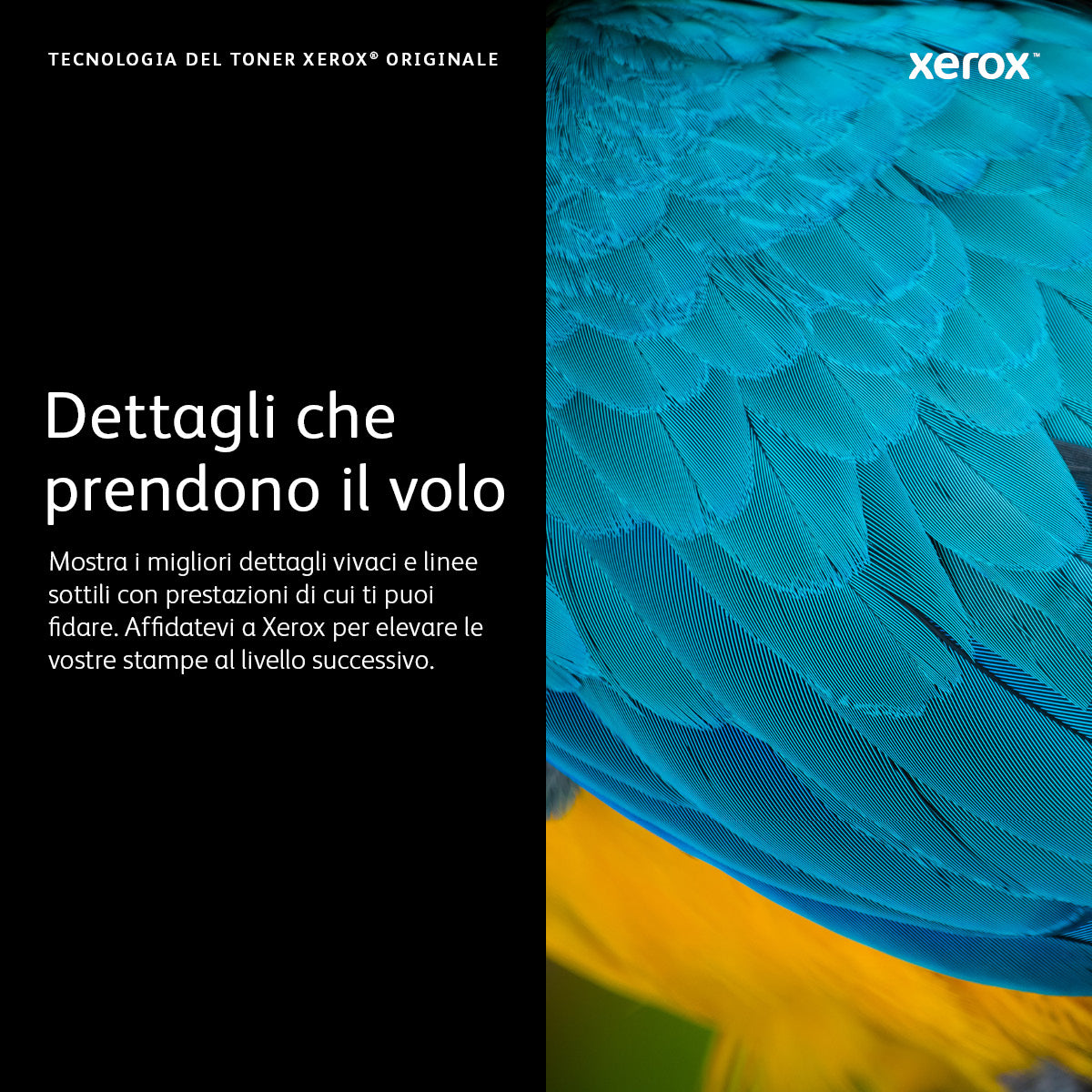 Xerox Cartuccia toner Magenta a Altissima capacità da 4300 Pagine per Phaser® 6510, WorkCentre® 6515 (106R03691)